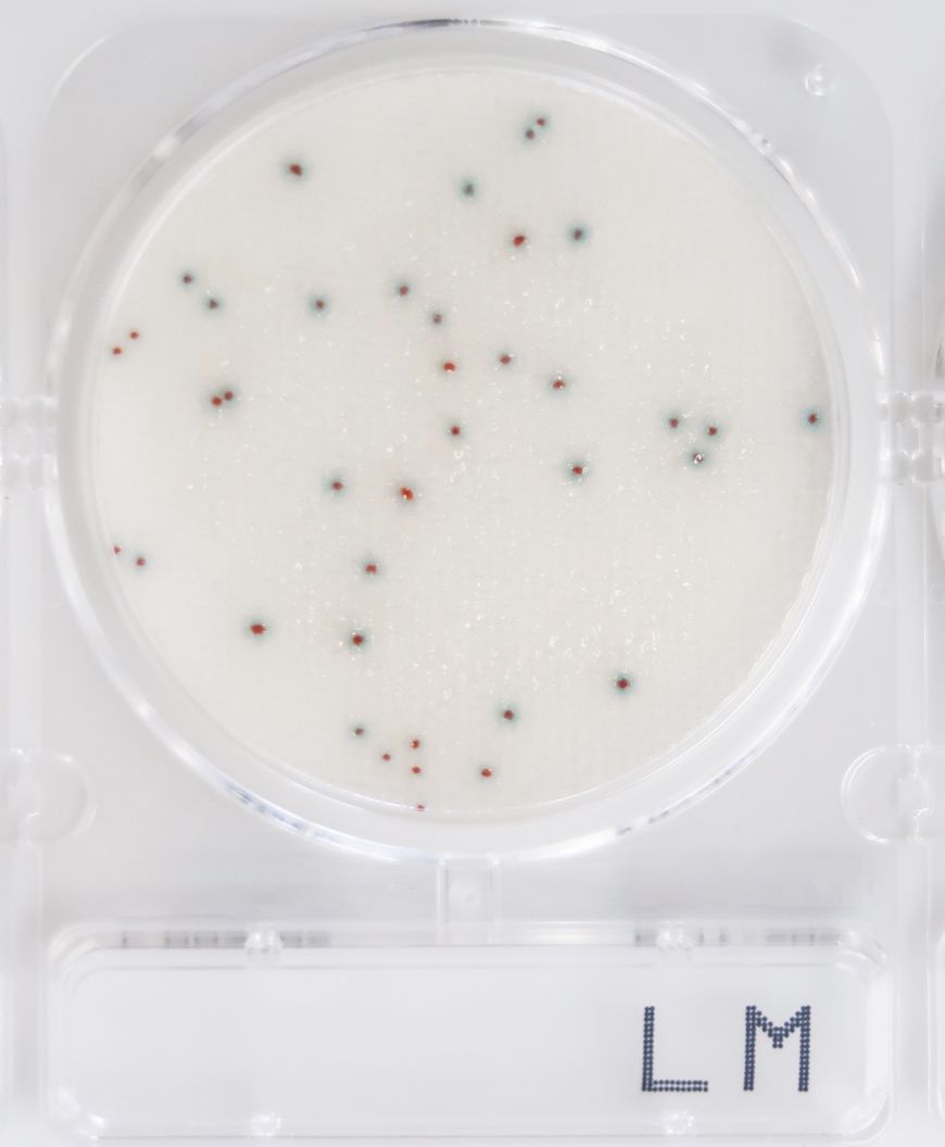 Compact Dry LM单增李斯特菌检测片